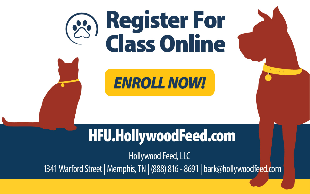 Deep Dive into Fun DIYs Hollywood Feed